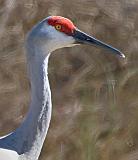 Sandhill Crane Profile_37290